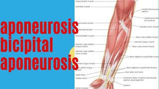 aponeurosis  bicipital aponeurosis medicoslecturerbyap anatomy [upl. by Yrod]