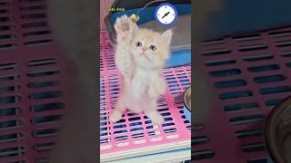 Cat playing meow 😀shorts viral shortvideo [upl. by Tarra]