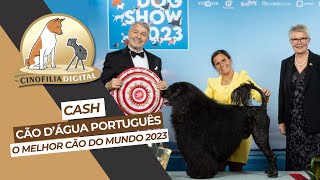 O melhor cão do mundo 2023  World Dog Show 2023  Cinofilia Digital [upl. by Woodley]