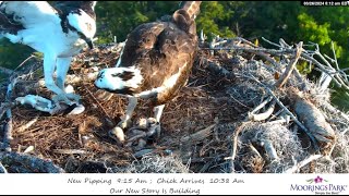 Moorings Park Osprey 26 03 2024 1  Harry z rybą Sally karmi dwójkę młodych [upl. by Aylat]