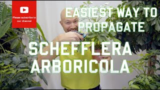 Easiest way to propagate Schefflera arboricola Dwarf Umbrella Tree [upl. by Ring]