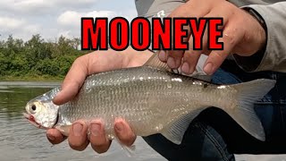 How to Fish for Goldeye and Mooneye  Fishing The North Saskatchewan River [upl. by Enimrac]