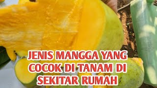 JENIS MANGGA YANG COCOK DI TANAM DI SEKITAR RUMAH manggakiojay manggachokbabun manggamadu [upl. by Hsu376]