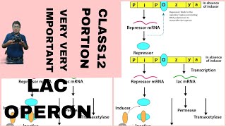 LAC OPERON GENE REGULATIONS BIOLOGY CLASS 12 FOR BOARD NEETAB ALL IS WELL [upl. by Goss]