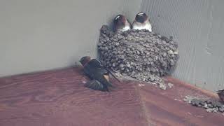 Cliff Swallow Petrochelidon pyrrhonota Nesting activity at Lake Tahoe California [upl. by Hinkel622]