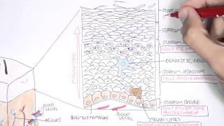 The Skin Anatomy Physiology and Microbiology [upl. by Myrna]