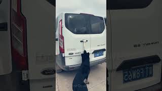 Pet Rescue a Man  Toonformative [upl. by Naujud]