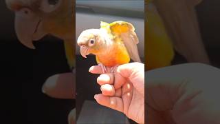 Traveling Poopy Trained Birdie 🐦💩🥰 birds cutebirds [upl. by Luby993]