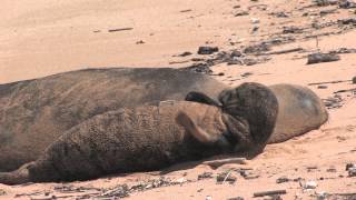 Endangered Hawaiian Monk Seal with Pup [upl. by Clausen319]