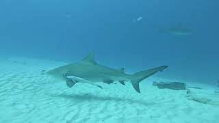 20240118 Playa del Carmen Bull Shark Scuba Diving Video 2 [upl. by Wiatt789]