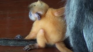 Silvery Lutung Silvered Leaf Monkey amp A Very Cute Orange Baby  National Park in Borneo 1080p HD [upl. by Thrasher]