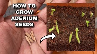 How to grow Adenium seeds  Adenium Germination [upl. by Niwrek]