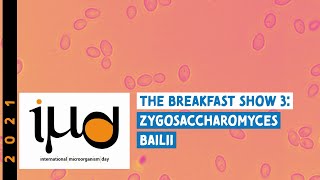 The Breakfast Show 3 Zygosaccharomyces bailii [upl. by Haela]