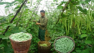 65 Days days to harvest corn beans potatoes guava and palm trees to sell at the market [upl. by Fotzsyzrk688]