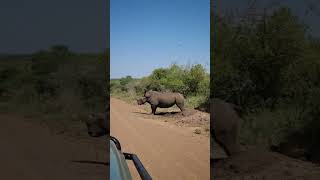 beautiful rhino pooping nature animals animal poop [upl. by Noyad393]