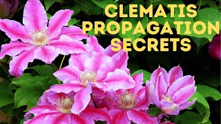 The Secrets to Clematis cuttings  The REAL WAY [upl. by Euqnimod]