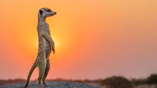 Meerkats documentary  duurjoog  xayawaano [upl. by Inacana]