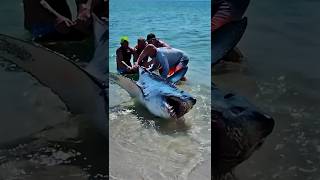 Saving Huge Beached Mako Shark 🦈 [upl. by Ihsakat]