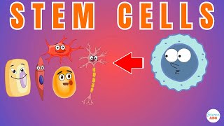 Stem Cells Explained in Simple Words [upl. by Netaf]