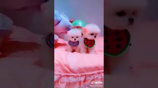 Tiktok chien drole 😊 chien trop mignon 😊 vidéo de chien trop marrant 😊 short [upl. by Lingwood]