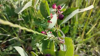 Les FRUITS DÉLICIEUX et SURPRENANTS de lAMELANCHIER Découverte gourmande [upl. by Erdnaet854]