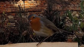 Redbreast Robin return at bird backyard feeder [upl. by Aztinay]