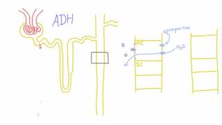 How does Antidiuretic Hormone ADH work [upl. by Kerwinn]