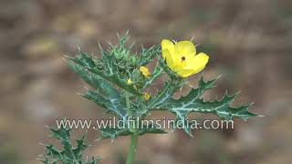 Mexican Poppy Argemone mexicana West Indies native naturalized in India [upl. by Aibsel]