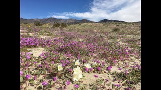 Abronia villosa sand verbena [upl. by Rock961]