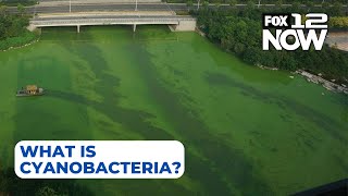 What to know about cyanobacteria in Oregon lakes and streams [upl. by Kincaid]