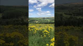 Beautiful flowers at Aberdeenshire flowers travel shorts youtubeshorts traveling viralvideo [upl. by Kei]