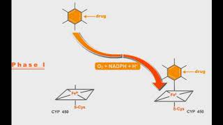 Pharmacokinetics animation Phases Of Drug Metabolism [upl. by Airot57]