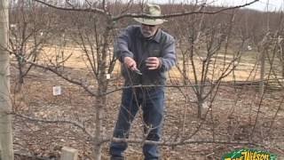 Winter Pruning 2014 [upl. by Pentha]