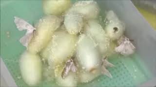 Silk Yarn process Sericulture ರೇಷ್ಮೆ ತಯಾರಿಸುವ ವಿಧಾನ How to yarn Silk thread complete mechanism [upl. by Loydie989]