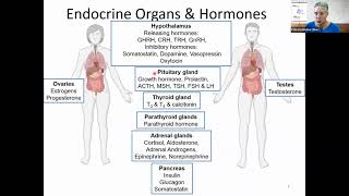 Alcohol and the Endocrine System [upl. by Landahl410]