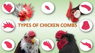 Types of Chicken Combs 🐔  Rooster  Poultry  Hen [upl. by Ewer916]