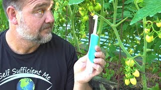 Toothbrush Tomato Trick to Get Better Fruit Set amp Flower Pollination [upl. by Anileh49]