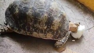 Tortoise eating bottle guard piece tortoise trending mukbang asmr food animals video trend [upl. by Himelman]