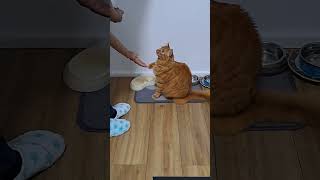 Tiger Gives Paws for Treats 🐅 🐈 🐾 gingercat tabby cat paw handshake fyp cute [upl. by Cacia]