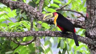 Tucano de bico verde Ramphastos dicolorus  Redbreasted Toucan [upl. by Ivie362]