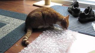 cat loves to pop bubble wrap [upl. by Shannon]