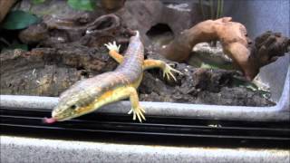 Berber Skinks [upl. by Anelahs]