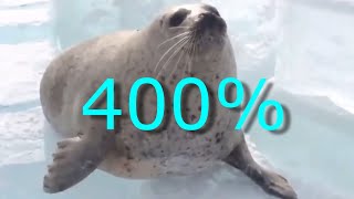 SEALS SLAPPING THEIR BELLIES BUT ITS SPED UP [upl. by Annoled508]