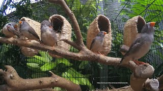 Timor Zebra Finchs Singing and Sounds  Male amp Female Finches [upl. by Marino]