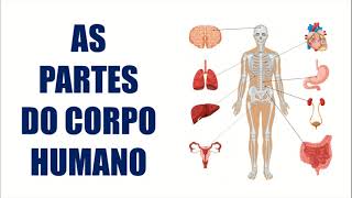 ✅ OSSOS DO CORPO  ESQUELETO HUMANO [upl. by Aznofla]