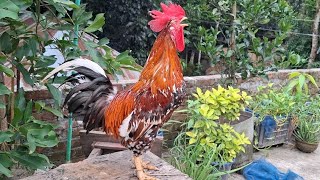 rooster crowing competition [upl. by Kenley]