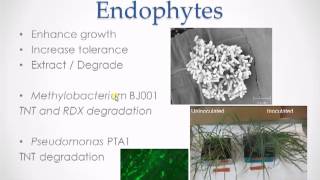 Endophyteassisted Phytoremediation of trinitrotoluene in tall fescue grass with PTA1 [upl. by Belcher]