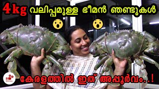 Giant Crab  4 കിലോ വലിപ്പമുള്ള ഭീമൻ ഞണ്ടുകൾ  Gaint crabs from kerala  Good share [upl. by Fidel781]