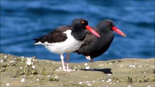 Ostrero común Haematopus palliatus y Ostrero negro Haematopus ater [upl. by Deanna354]