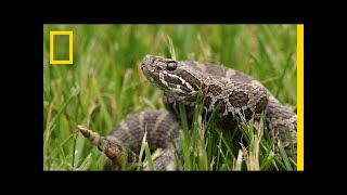 A Mysterious Fungus Is Killing Rattlesnakes  National Geographic [upl. by Boardman794]